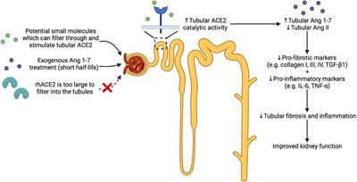 Stimulation of Angiotensin Converting Enzyme 2: A Novel Treatment Strategy for Diabetic Nephropathy